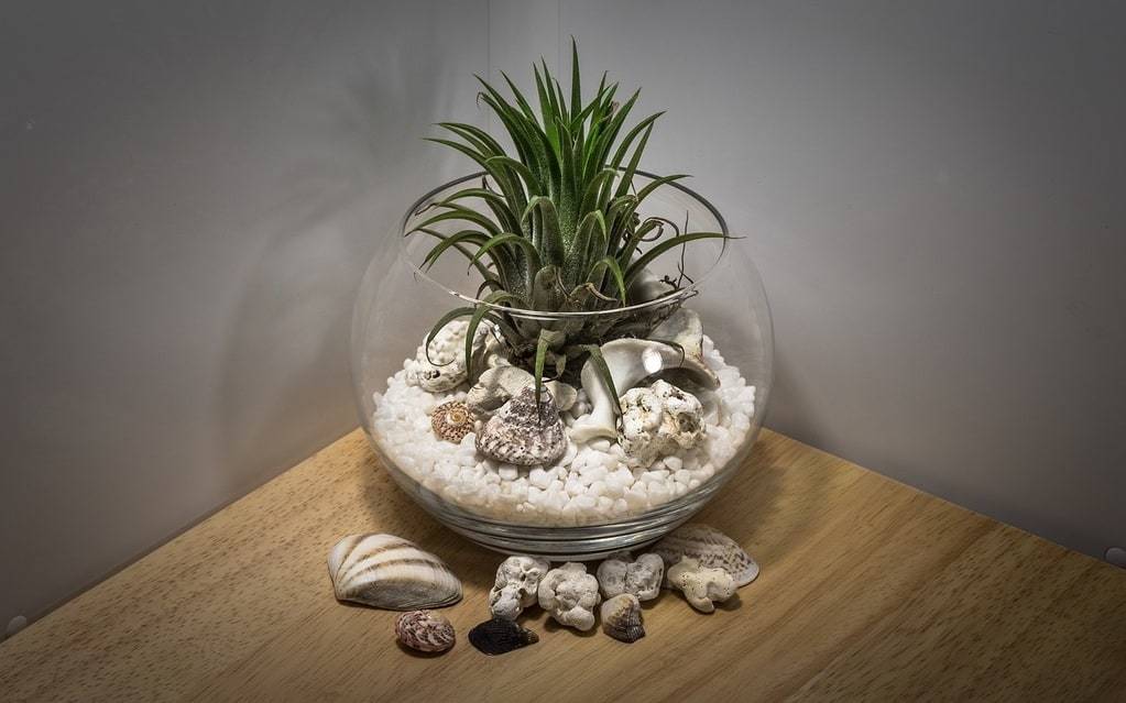 À quelle fréquence arroser mes plantes d'intérieur et comment savoir si c'est trop ou pas assez ?